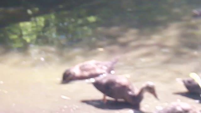 Кряква - дикая утка, которую можно разводить в домашних условиях смотреть онлайн