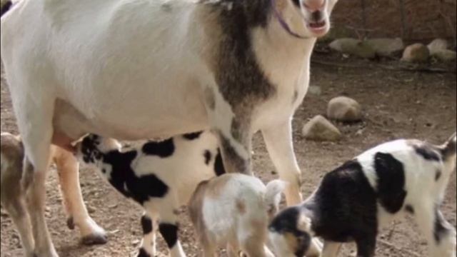 Козы ламанча