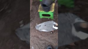 Как содержать уток зимой