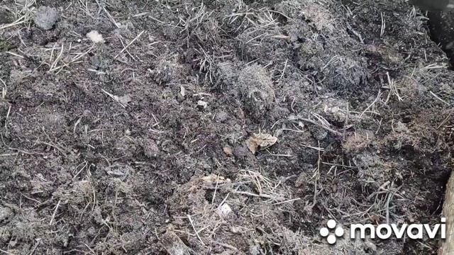 Посадка Голубики. Сколько елового опада и торфа потребовалось для заполнения посадочной ямы. смотреть онлайн