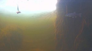 Рыбалка зимой. Подводные съёмки. Крупный гольян.