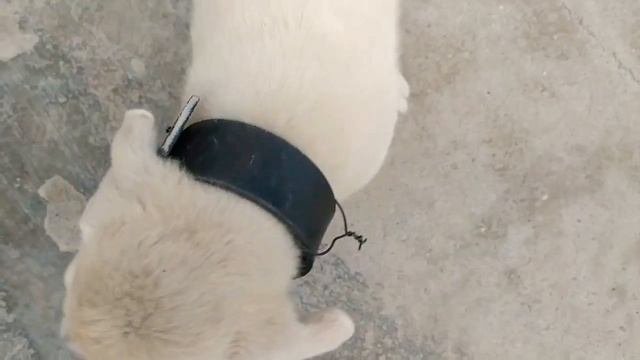 Как сделать ошейник для собак из подручных средств