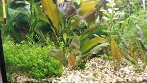 Мой аквариум 200 литров, новые рыбы Тернеция GloFish и Пельвикахромис пульхер