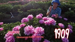 Любимые розовые пионы. Часть 3 / Сад Ворошиловой