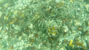 Кормушка с сеткой, подводные съёмки Просто классс. feeder with mesh. underwater photography