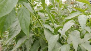 Семена_Перцы_Золотой ключик_Гавриш