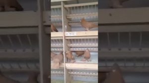 Андижанские голуби Андрея (Одесса)