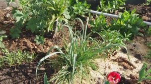 Как выглядит гортензия в первый год посадки. Миксбордер на южной стороне.