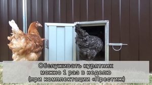 Утепленный домик для кур. Утепленный курятник с обогревом на 45 голов "ТЕПЛОИСУХО"