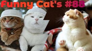 Смешные коты #88.mp4