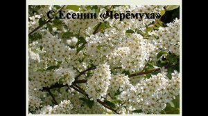 Как быстро выучить стих Черёмуха