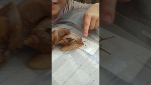 Сухопутные улитки Ахатина смотреть онлайн