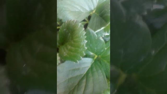 #HASH#SHORT#PLANTING🌸 PINK STRAWBERRY🍓 FLOWERS WITH STRAWBERRY🍓 GROWING.