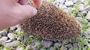 Ёжик по травке бежит не хохочет