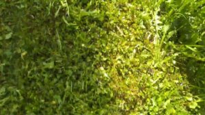 Газонокосилка Honda HRX 537 HYEA ответы на вопросы подписчиков