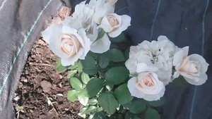 Роза плетистая ярчайше желтая "Солнце свет" (Sun light)