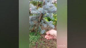 Ели голубые и не очень для севера. Хупси, Изели Фастегиата,   Пендула, Вальдбрун, Биалобок,Тампа