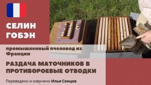 Раздача 3-дневных маточников в противороевые отводки (Селин Гобэн, Франция)