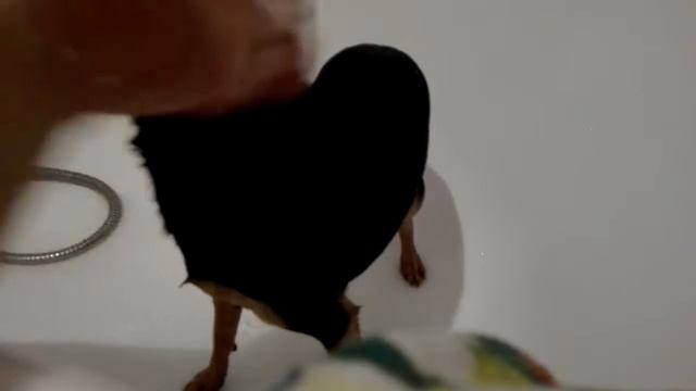 Типичная помывка собаки смотреть онлайн