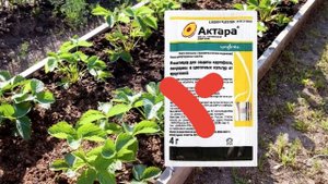 Поливаю клубнику молоком? Рассказываю зачем я это делаю ? Что делать с клубникой осенью