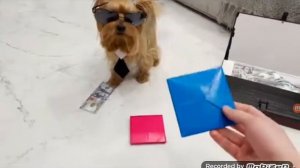 ПОСМОТРЕТЬ ЗЛОЙ ПЁС ЧАСТЬ 1: ИГРА В КАЛЬМАРА