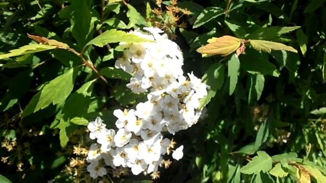 ESPIREA: Spiraea crenata (www.riomoros.com) смотреть онлайн