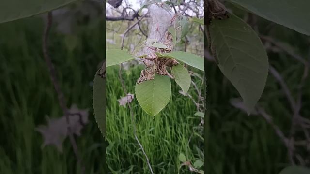 Полчища гусениц доедают листья на дереве.