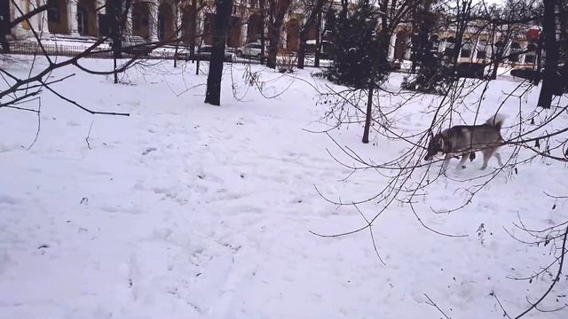 Голубоглазые хаски Джесси и Локи на веселой зимней прогулке.