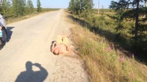 Тело в тундре