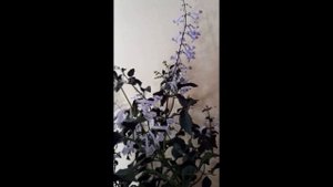 Плектрантус Mona Lavender. Цвітіння. Інші мої плектрантуси.