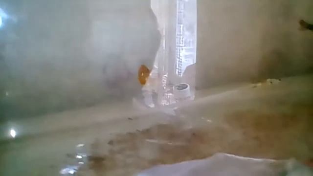 Как определить пол у мечиносцев и у гуппи смотреть онлайн