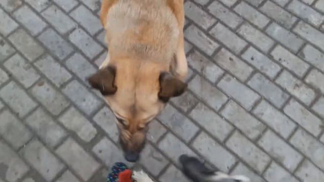 Амур встречает первую весну - из жизни овчарки ВЕО