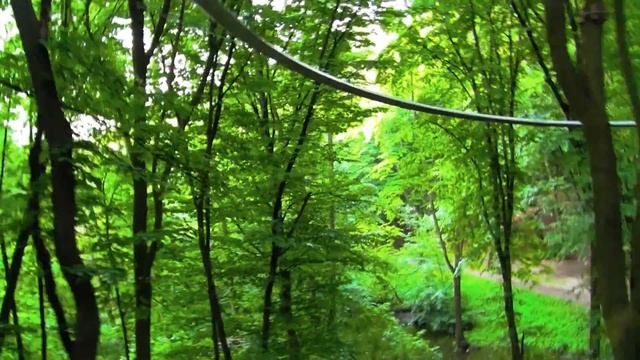 Троллей в Голосеевском парке смотреть онлайн