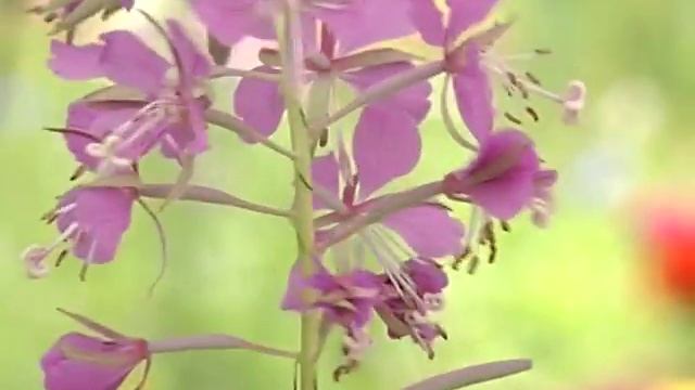 Майна Алексеевна в рубрике "Майн-совет" дает советы мужчинам смотреть онлайн