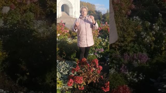 Когда черенкуем гортензии?Цветение гортензий в первый год посадки.