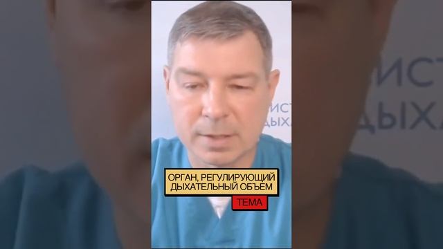 Орган, регулирующий дыхательный объем легких