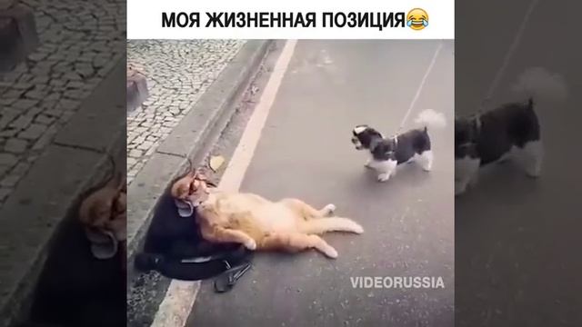 Моя жизненная позиция