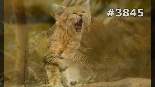 #3845. Дикие кошки (В мире животных) смотреть онлайн