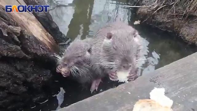 В Волгодонске поселилась семья прелестных ондатр смотреть онлайн