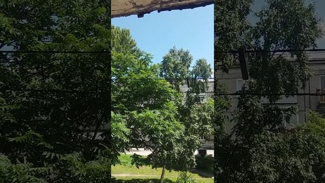 Мои стрижи) прилетают каждый год. смотреть онлайн