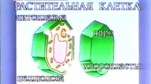 Клетки организма строение, функции, размножение, виды клеток - развивающее видео для детей