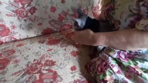 ОДЕЖДА ДЛЯ СФИНКСА своими руками.