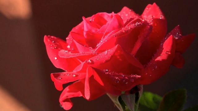 Favorite roses (HD1080p) смотреть онлайн