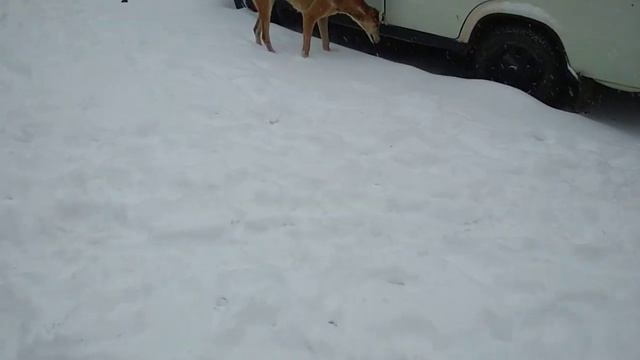 Мои борзые смотреть онлайн