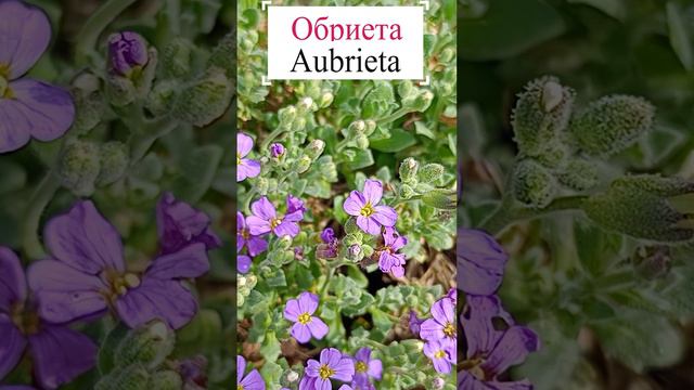 Обриета (Aubrieta).💐