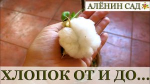 ХЛОПОК на подоконнике / От семян до коробочек / Огород в контейнерах