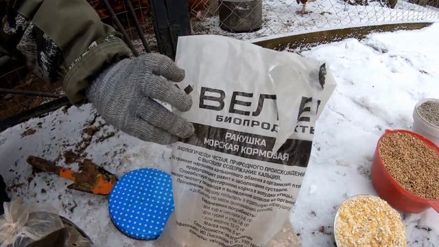 Куры зимой несутся как летом. Увеличение яйценоскости кур в зимний период