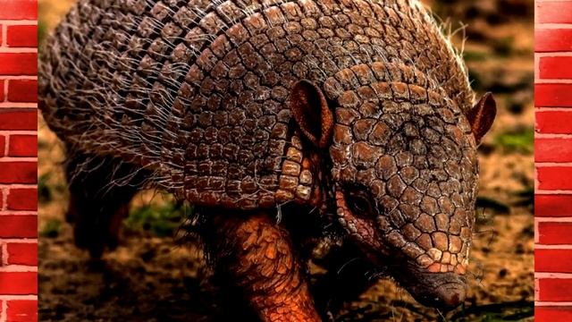 ЗУБЫ. ОГО смотреть онлайн