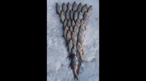 Рыбалка на сорогу в Марте Рефтинское Рассохи 3.