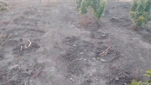 полив малины .на зиму .